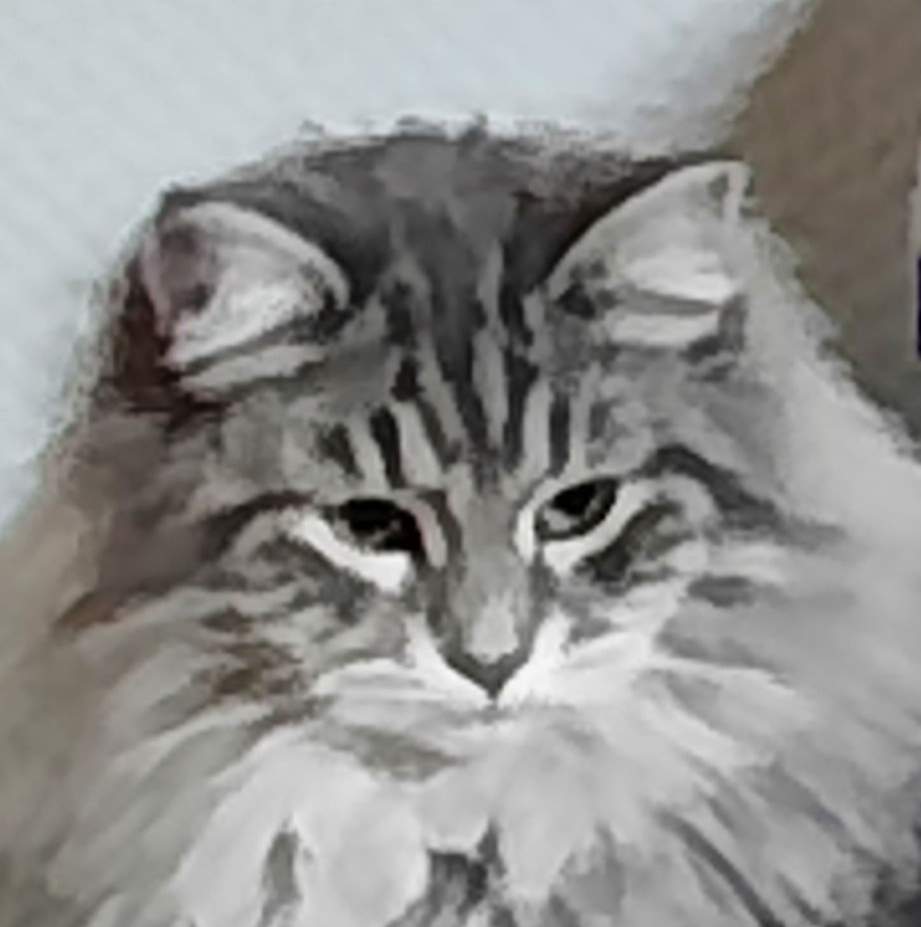 Zelda image Zelda Découvrez nos futurs chatons et ceux qui ont trouver une maison