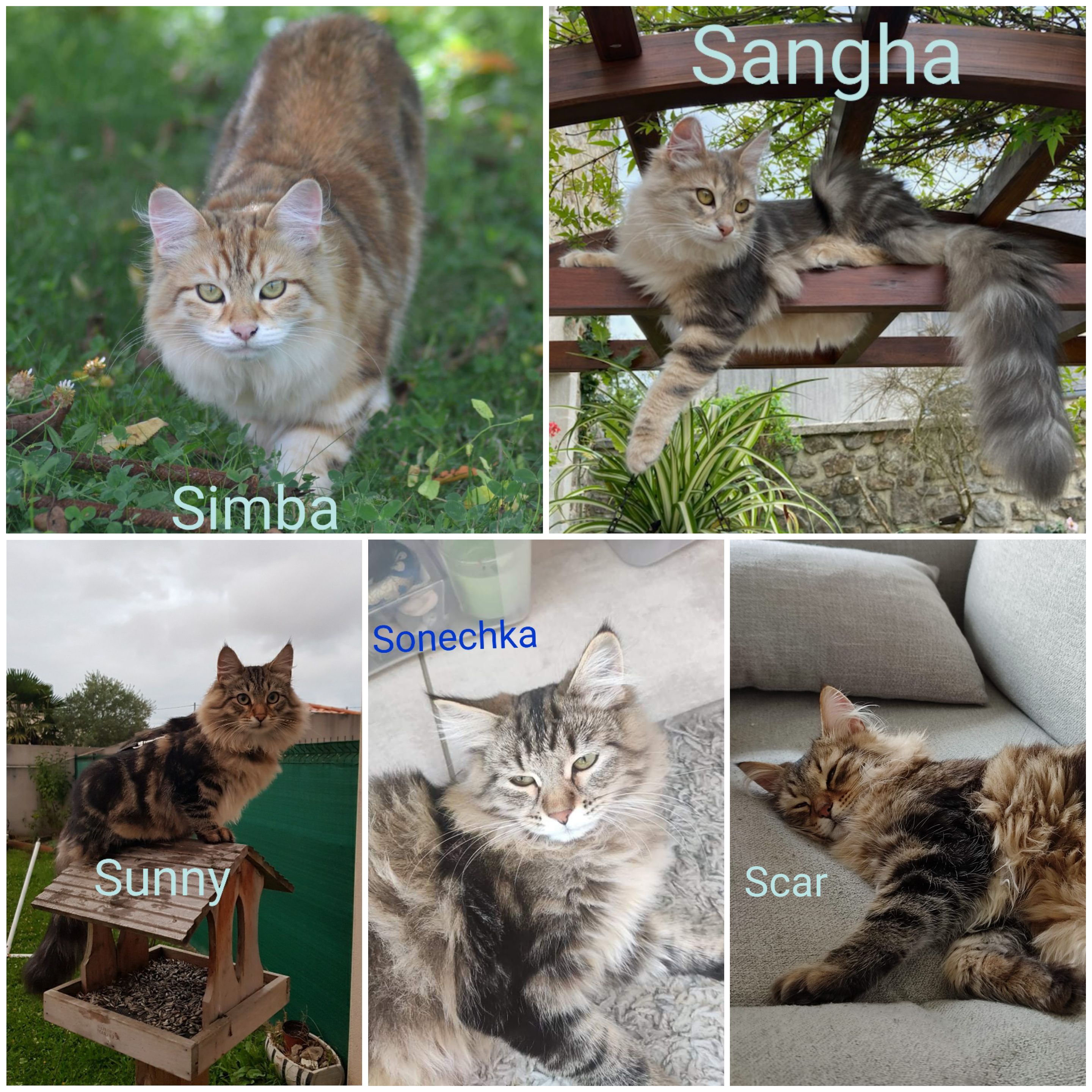 img_mosaique_chats image img_mosaique_chats Découvrez nos futurs chatons et ceux qui ont trouver une maison
