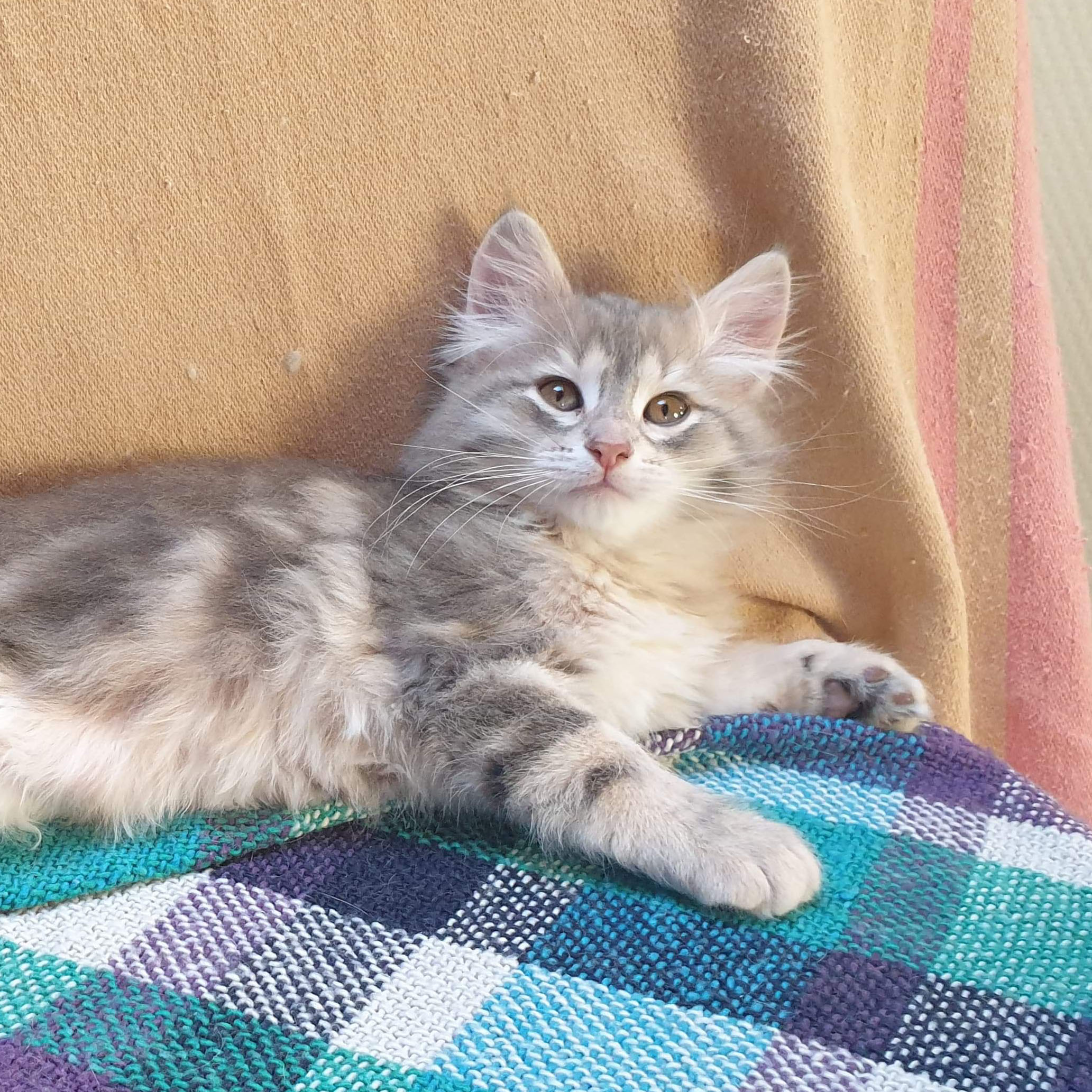 Sangha_modif image Sangha_modif Découvrez nos futurs chatons et ceux qui ont trouver une maison