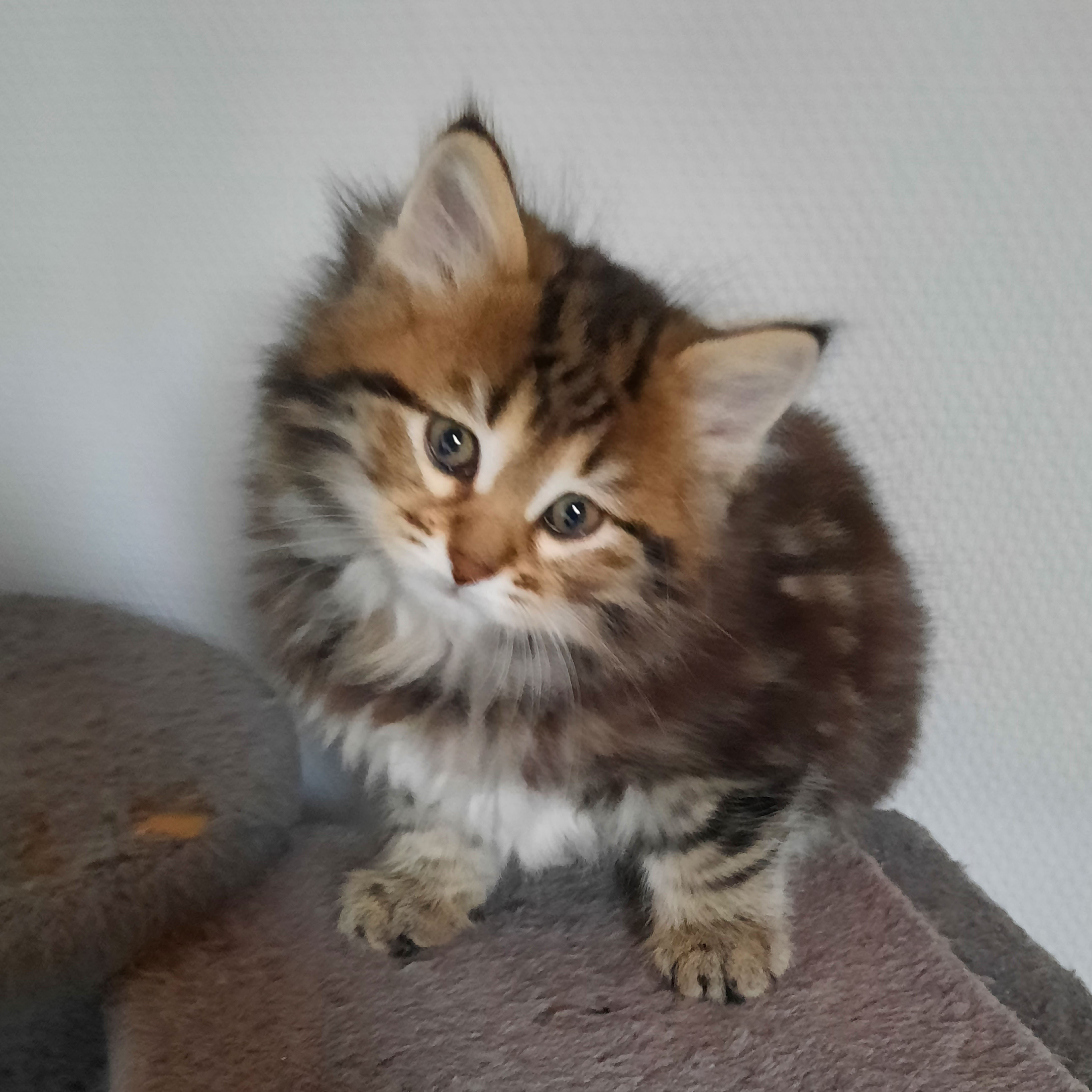 Scar_modif image Scar_modif Découvrez nos futurs chatons et ceux qui ont trouver une maison