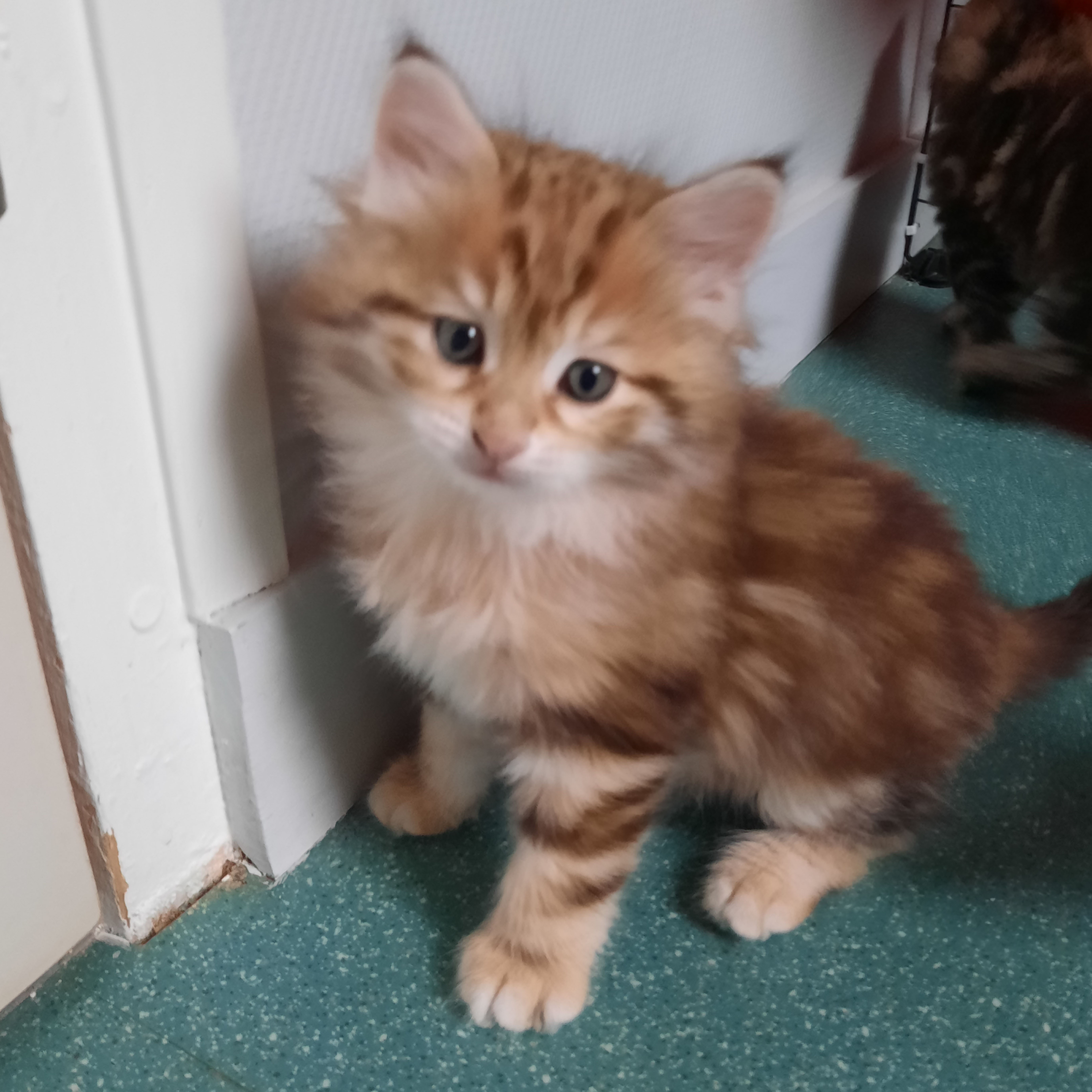 Simba_modif image Simba_modif Découvrez nos futurs chatons et ceux qui ont trouver une maison